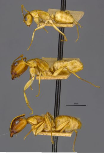 Media type: image;   Entomology 21589 Aspect: habitus lateral view